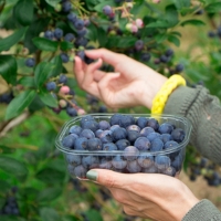 Ensayan el cultivo de arándanos en el Guadiana