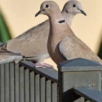 Extremadura permite este verano la caza de una especie en declive