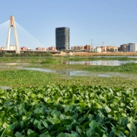 REPOR: Camalote, la planta invasora que mata al Guadiana