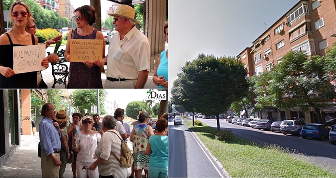 25 colectivos asistirán este jueves contra la tala de los olmos en San Fernando (Badajoz)