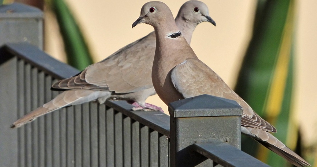 Extremadura permite este verano la caza de una especie en declive