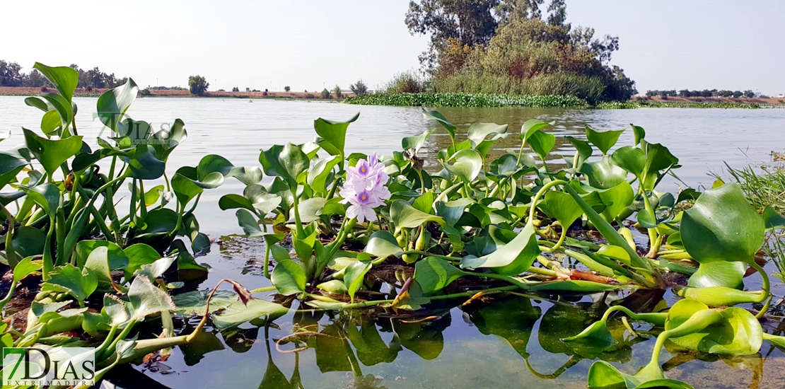 REPOR: Camalote, la planta invasora que mata al Guadiana