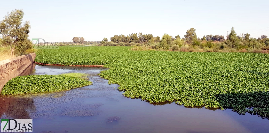 REPOR: Camalote, la planta invasora que mata al Guadiana