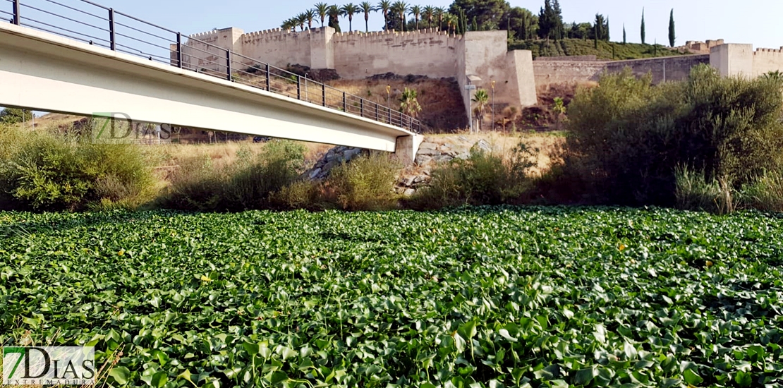 REPOR: Camalote, la planta invasora que mata al Guadiana