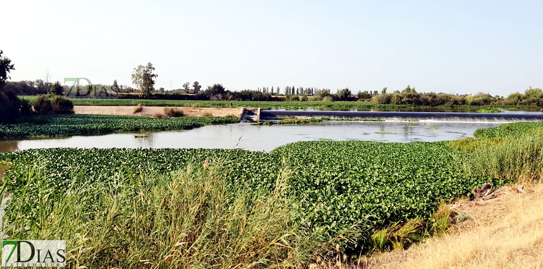 REPOR: Camalote, la planta invasora que mata al Guadiana