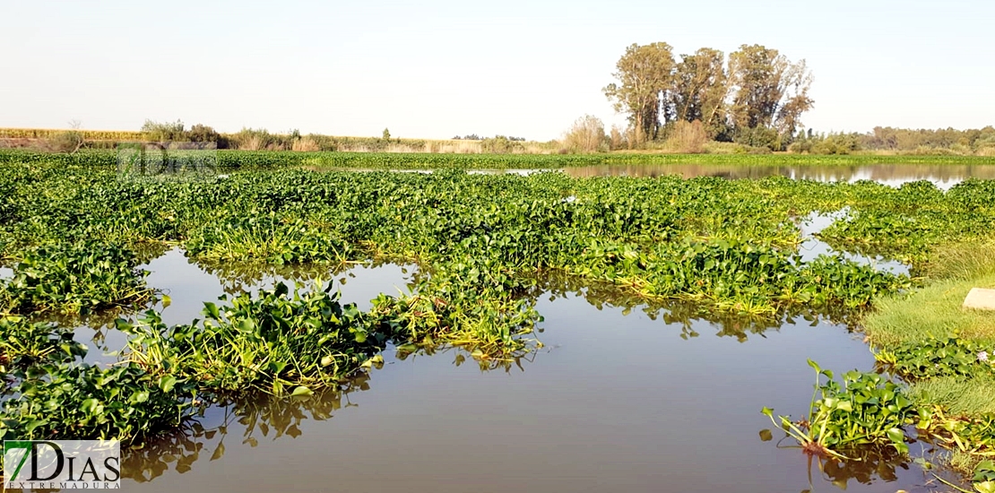 REPOR: Camalote, la planta invasora que mata al Guadiana