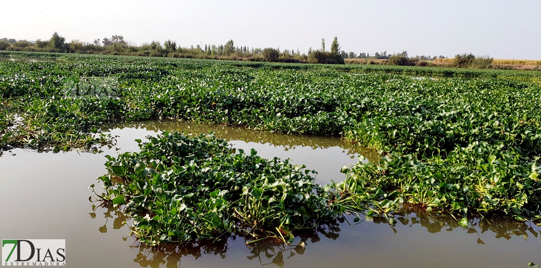 REPOR: Camalote, la planta invasora que mata al Guadiana