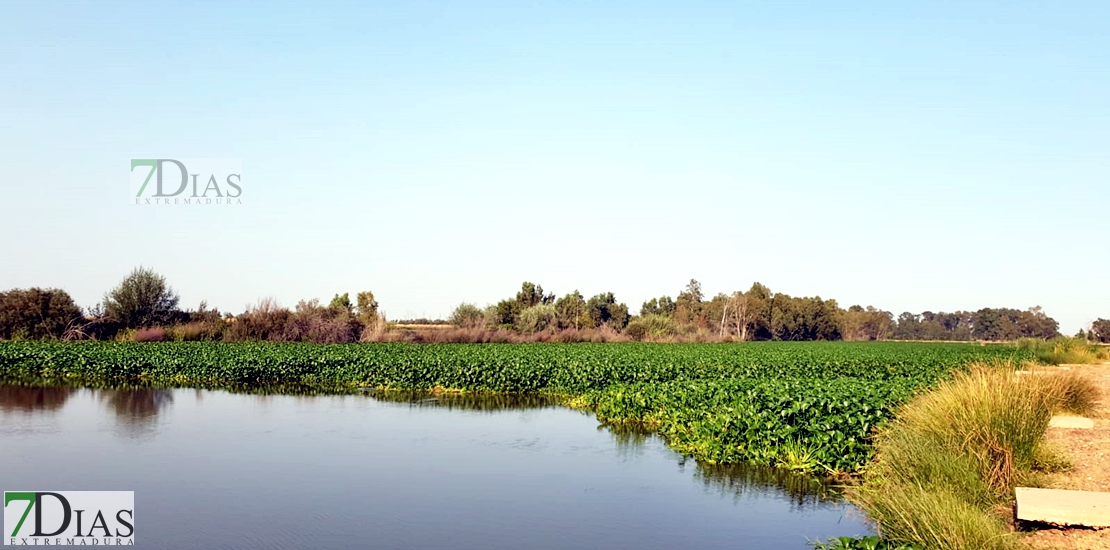 REPOR: Camalote, la planta invasora que mata al Guadiana