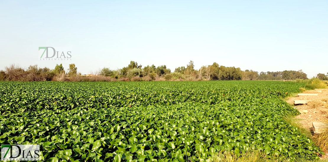 REPOR: Camalote, la planta invasora que mata al Guadiana