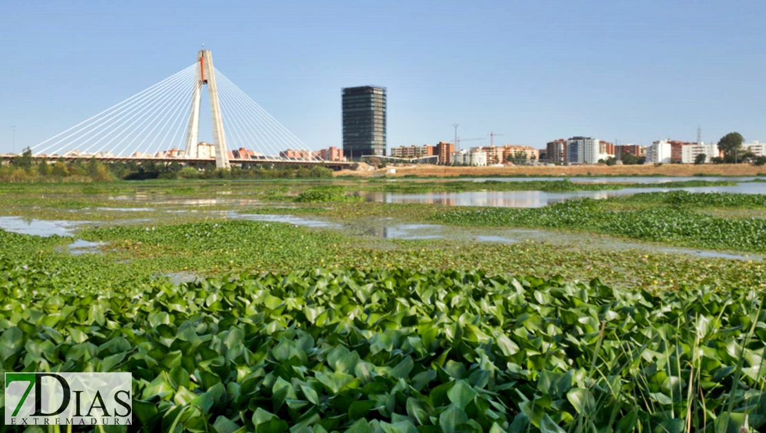 REPOR: Camalote, la planta invasora que mata al Guadiana