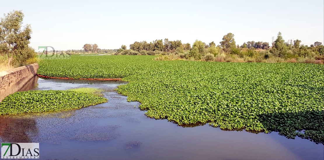 REPOR: Camalote, la planta invasora que mata al Guadiana