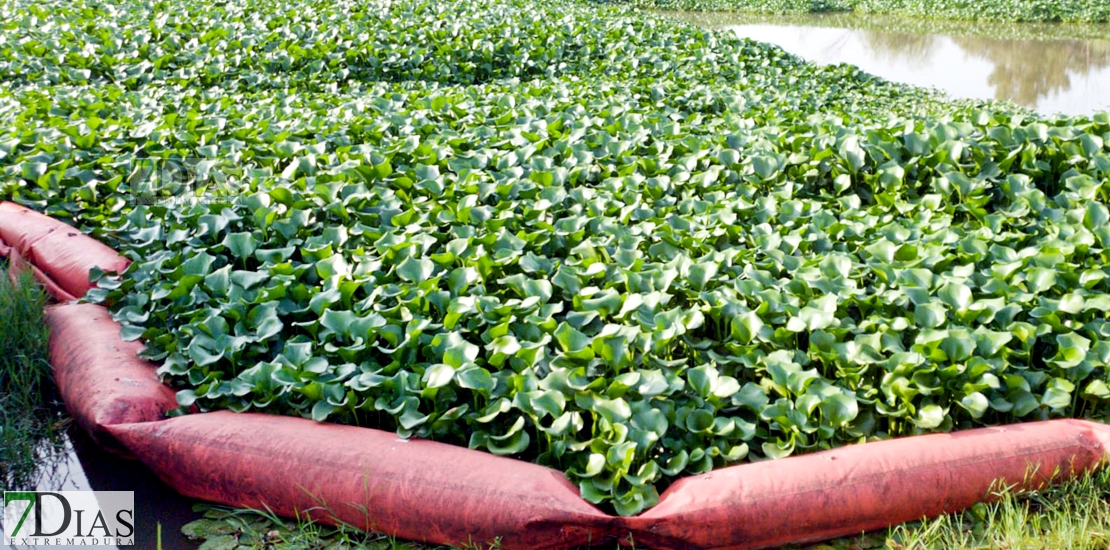 REPOR: Camalote, la planta invasora que mata al Guadiana