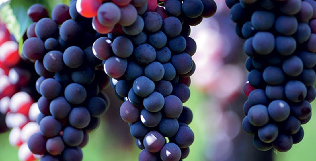 Upa denuncia los bajos precios de la uva en Castilla La Mancha