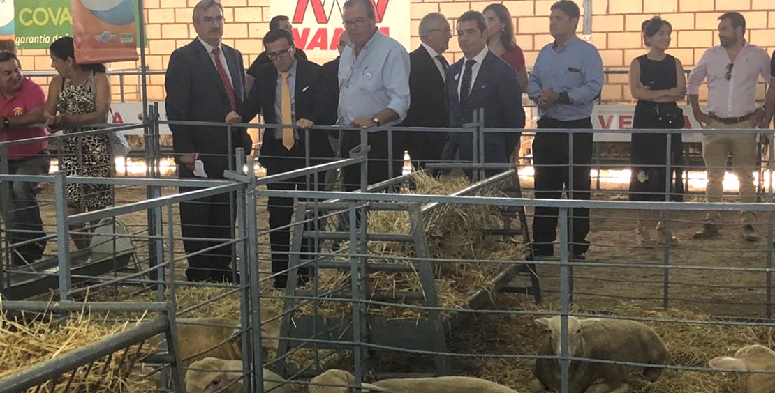 Destinan más de 800.000 euros a tres proyectos de investigación del sector del ovino