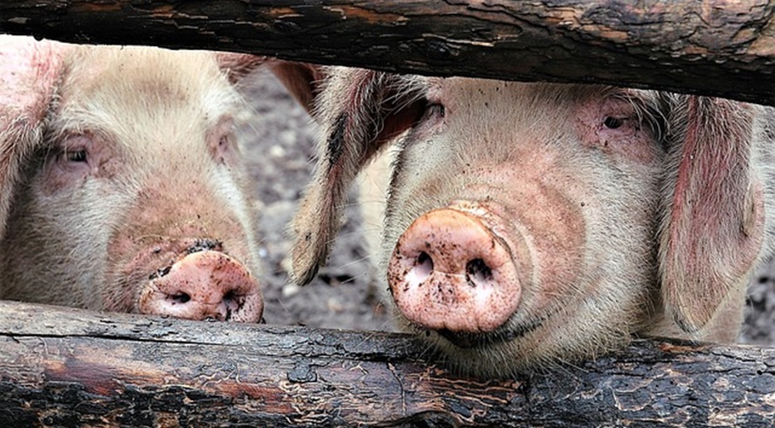 La Unión exige la restricción de derivados del cerdo de Bélgica, Bulgaria y Rumanía.