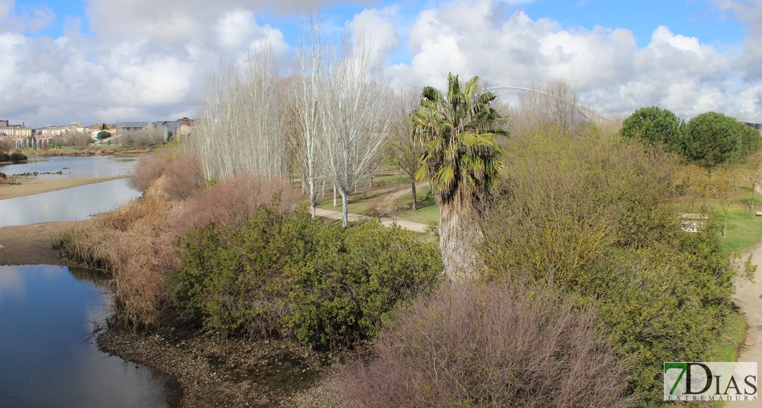 Se plantarán 500 árboles en la Isla y en otras zonas verdes de Mérida