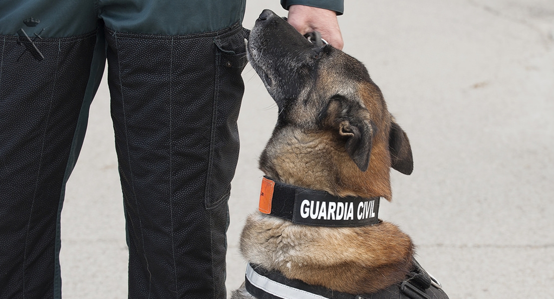 Perros de la Guardia Civil localizan dos cadáveres en una nave incendiada