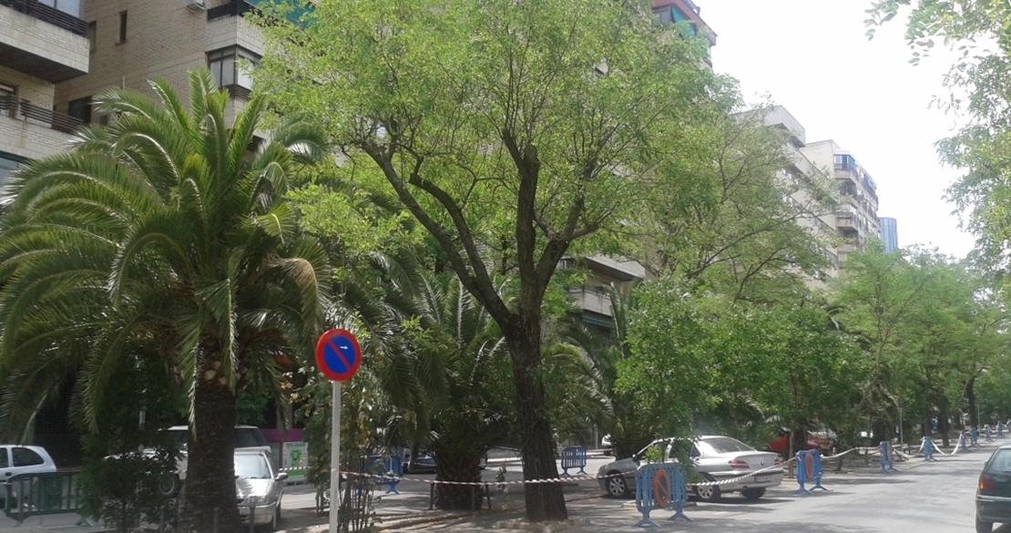 Cadena humana contra la tala de árboles en la ciudad de Cáceres