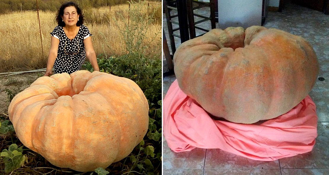 Una cacereña cultiva una calabaza gigante de 150 kilos