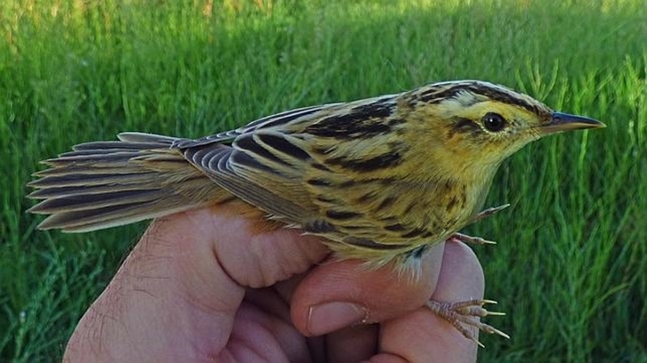 Una de las aves más amenazadas de Europa hace escala en Galisteo (Cáceres)