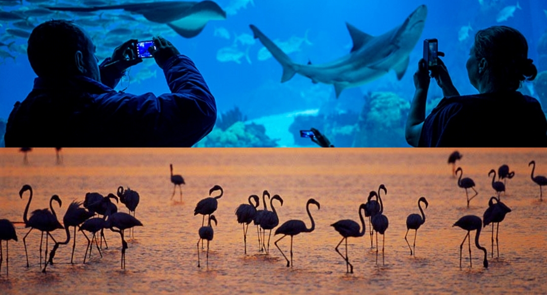 Visitas a Doñana y al Oceanario de Lisboa