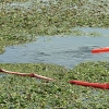 Colectivos, políticos y ciudadanos piden un río Guadiana sin camalote