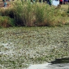 Colectivos, políticos y ciudadanos piden un río Guadiana sin camalote