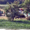 Colectivos, políticos y ciudadanos piden un río Guadiana sin camalote