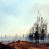 Imágenes del incendio forestal en Valdebótoa (Badajoz)