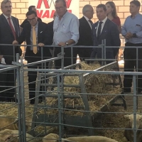 Destinan más de 800.000 euros a tres proyectos de investigación del sector del ovino