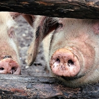 La Unión exige la restricción de derivados del cerdo de Bélgica, Bulgaria y Rumanía.