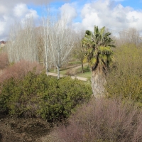 Plantarán 500 árboles en la Isla y otras zonas verdes de Mérida