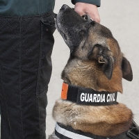 Perros de la Guardia Civil localizan dos cadáveres en una nave incendiada