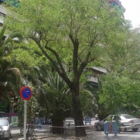 Cadena humana contra la tala de árboles en la ciudad de Cáceres