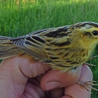 Una de las aves más amenazadas de Europa hace escala en Galisteo (Cáceres)