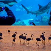 Visitas a Doñana y al Oceanario de Lisboa