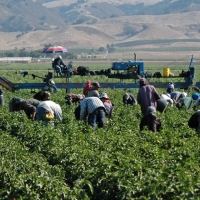 “No es que no haya trabajadores para el campo, es que no quieren ser explotados”