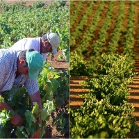 Esta vendimia dará buenos vinos, afirma Ribera del Guadiana