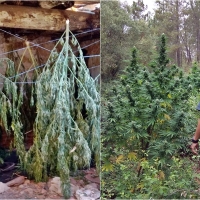 La Guardia Civil interviene 104 plantas de marihuana ocultas en cultivos legales