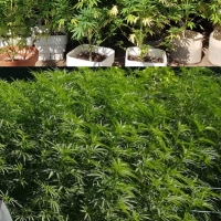 La Guardia Civil detiene e investiga a 9 personas por narcotráfico en Cáceres