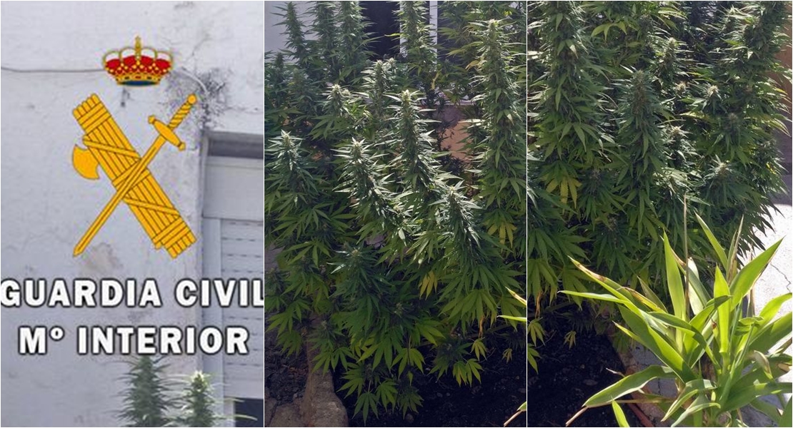 La Guardia Civil desmantela un ‘fumadero’ de marihuana en Villar del Rey