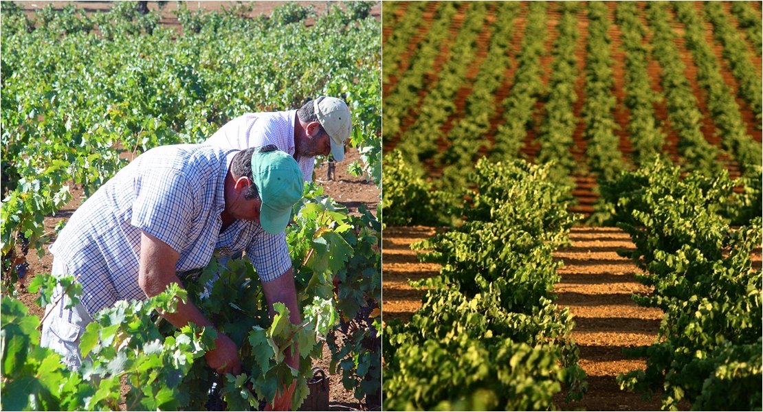 Esta vendimia dará buenos vinos, afirma Ribera del Guadiana