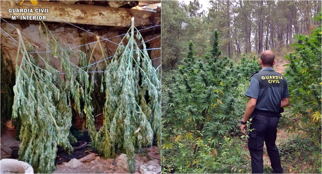 La Guardia Civil interviene 104 plantas de marihuana ocultas en cultivos legales