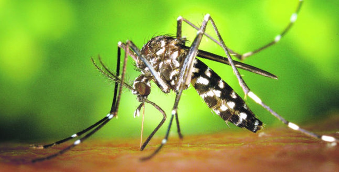 ANECPLA: “Hay que prevenir la invasión del mosquito tigre”