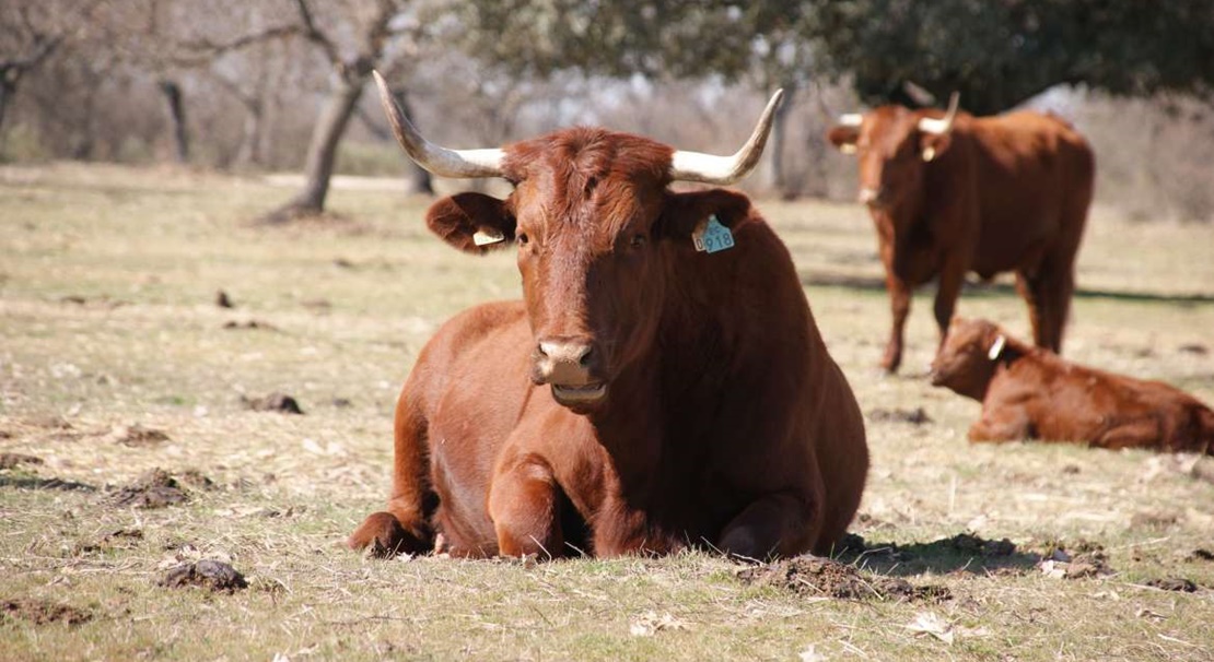 La Junta abona 49 millones de euros del anticipo del régimen del pago verde