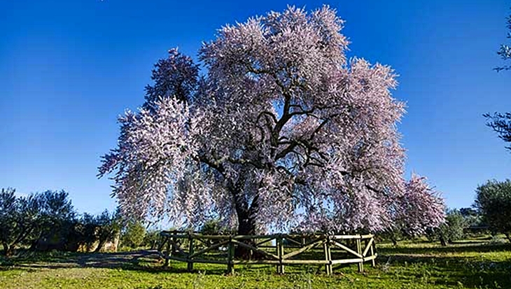 El almendro real de Valverde de Leganés candidato a ser árbol europeo 2019