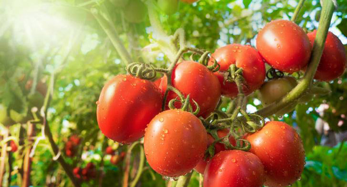 El tomate protagonista de una exhibición fotográfica en Montijo