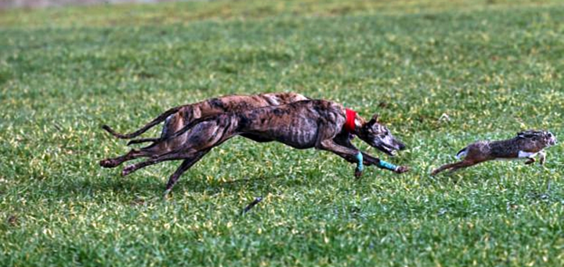 La liebre no podrá abatirse en los Campeonatos Provinciales de Caza Menor con Perro