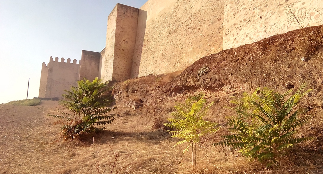 Asociación Cívica: En el desbroce de la Alcazaba se están dejando plantas invasoras