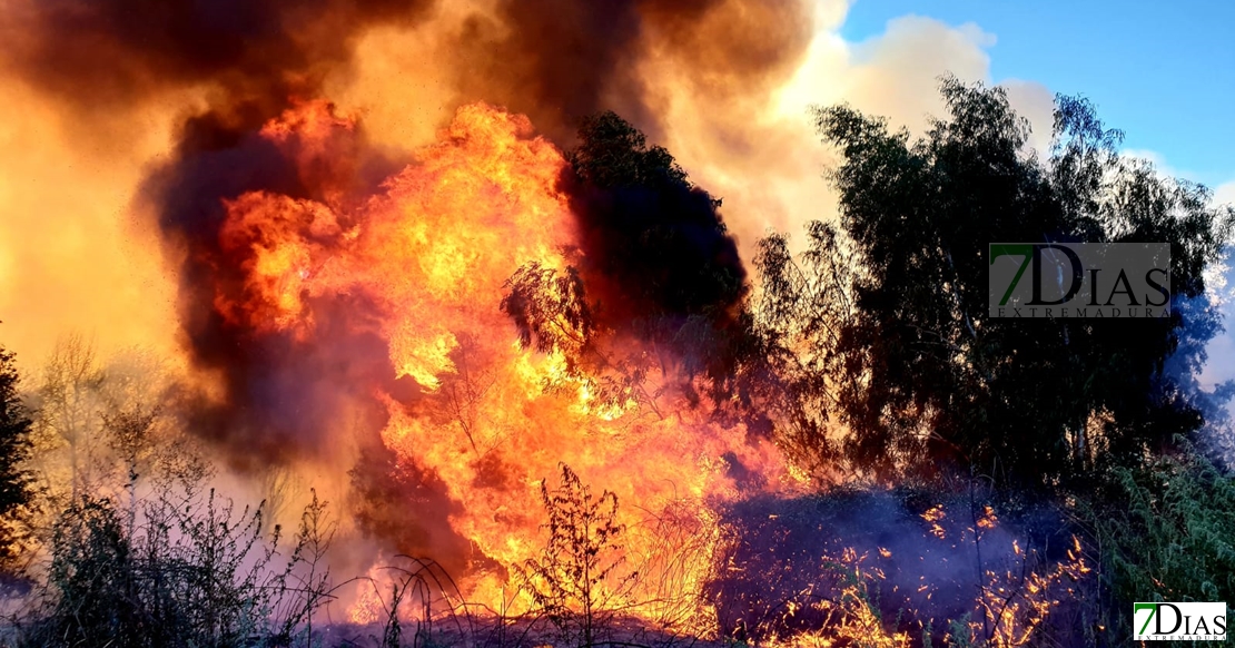 Incendio en las inmediaciones de la fábrica de Borges (Badajoz)